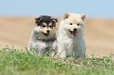 CHIEN FINNOIS DE LAPONIE 570